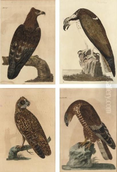 The Bald Buzzard, Honey Buzzard, Golden Eagle And Short-eared Owl From, Thomas Pennant The British Zoology, Class I. Quadrupeds, Class Ii. Birds - view 1