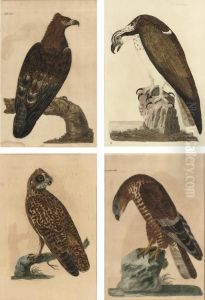 The Bald Buzzard, Honey Buzzard, Golden Eagle And Short-eared Owl From, Thomas Pennant The British Zoology, Class I. Quadrupeds, Class Ii. Birds