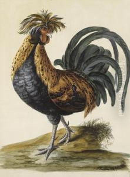 A Cockerel - view 1
