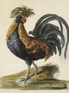 A Cockerel by Peter Paillou