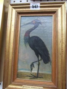 Shag: Phalacrocorax Aristotelis; Reddish Egret: Dichromanassa Rufesceus