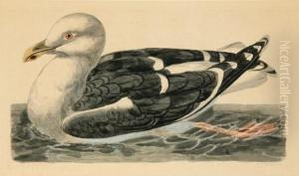 Gull On The Water - view 1