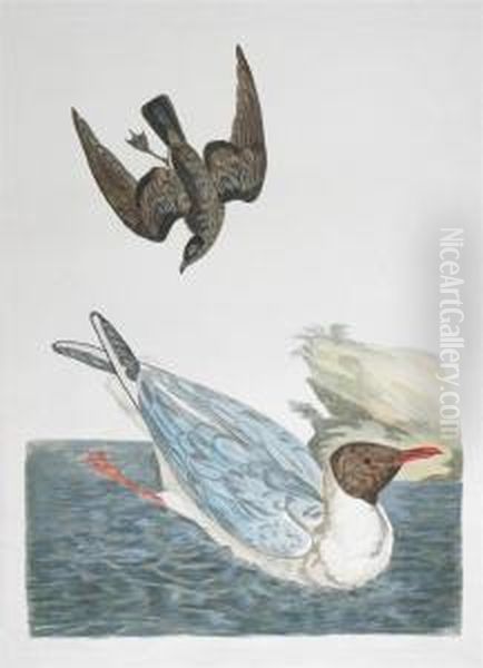 Ornithological Subjects - view 1