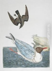 Ornithological Subjects by Peter Paillou