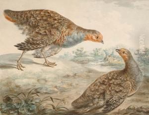 A Pair Of English Greyleg Partridges In A Landscape
