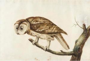 A Tawny Owl On A Branch