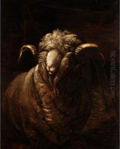 Study Of A Sheep by Bela Pallik
