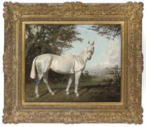 A Grey Hunter In An Extensive Landscape - view 1