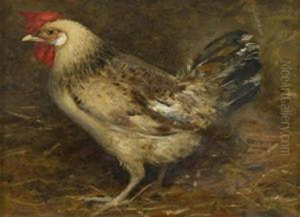 Gallina - view 1