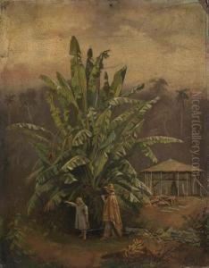 Wild Banana Palm, Brazil by Karl Ernest Papf
