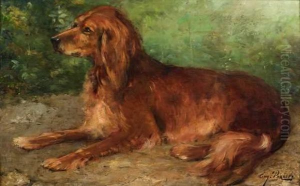 Setter Irlandais - view 1