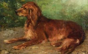 Setter Irlandais