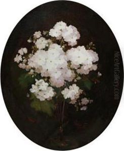 Primulas
