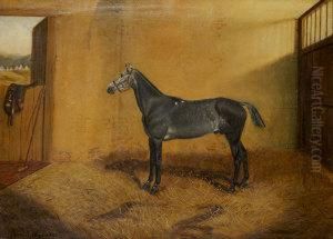 Polo Pony In A Box