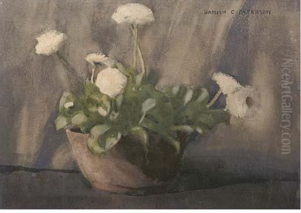 White Ranunculus In A Pot - view 1