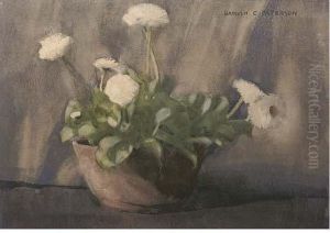 White Ranunculus In A Pot by Hamish Constable Paterson