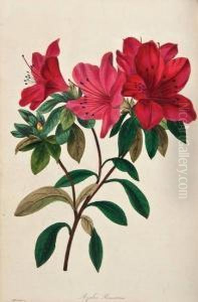 The Magazine Of Botany - view 1