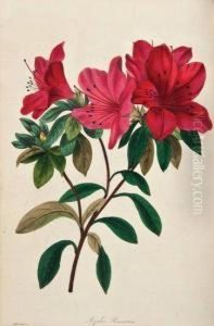 The Magazine Of Botany