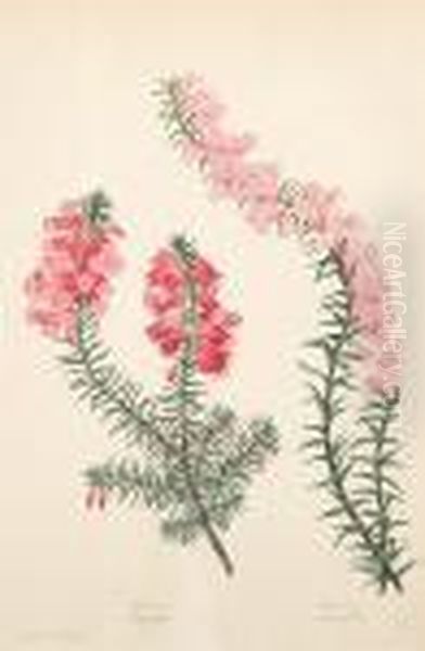 Botanical Studies - view 1