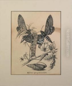 Butterfly Study by Titian Ramsay Peale
