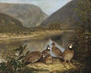 Five Bobwhites At The Delaware Water Gap by Titian Ramsay Peale