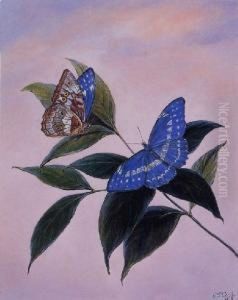 Morpho Cypris by Titian Ramsay Peale