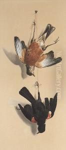 Nature Morte: Red-winged Blackbird And Robin Nature Morte: Red-winged Blackbird And Robin