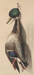 Nature Morte: Mallard Or Green-headed Duck