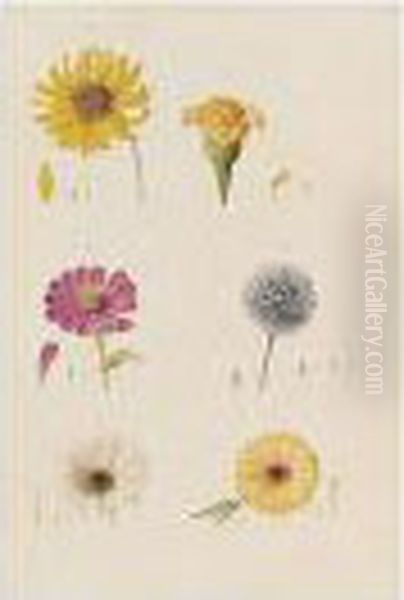 Helianthus; Malva; Carthamus Tinctorius; Linaria Vulgaris, Four, All Indistinctly Signed And Dated, Watercolour , Smallest 28 X 22 Cm.; 11 X 8 3/4 In - view 1