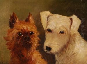 Terriers