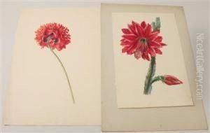Cactus Blossom by Franz Xaver Petter