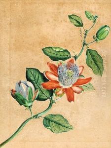 A Floral Study by Franz Xaver Petter