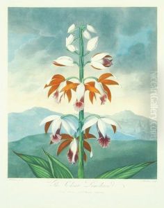 The China Limodoron by John Paul Pettitt