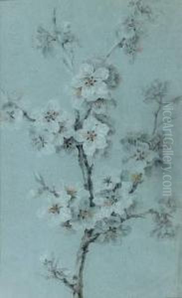 Branches De Cerisiers - view 1