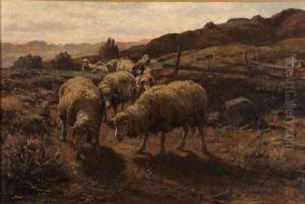 Sheep Grazing - view 1