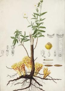 A Flax Plant (linum Usitatissimum) With Subsidiary Studies Of Moths And Lavae by Antoine Poiteau Pierre