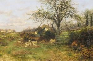 Rural Landscape With Sheep And Trees In Blossom