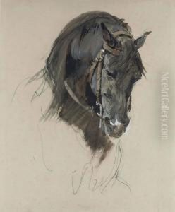 The Head Of A Black Horse The Head Of A Black Horse