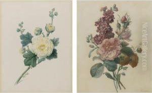 Botanical Studies: A Pair Of Watercolors by Auguste Piquet De Brienne