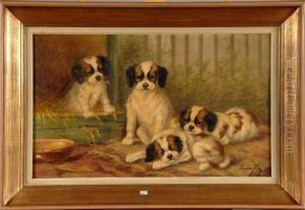Chiots - view 1