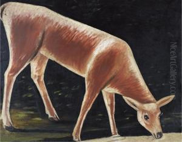 Roe Deer Drinking From A Stream - view 1