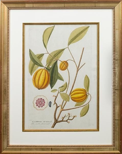 Exotic Fruits - view 1