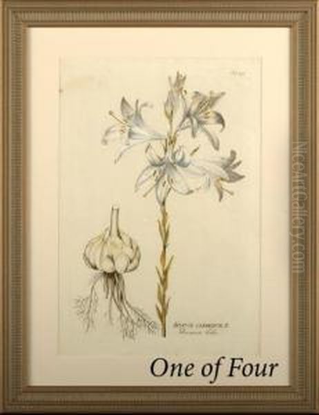 Botanical Studies In White - view 1