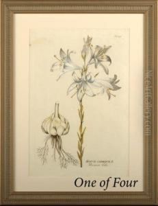 Botanical Studies In White Botanical Studies In White
