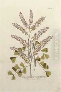 Icones Plantarum Medicinalium by Joseph Jacob Von Plenck