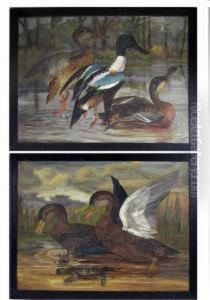 Parent Ducks, Duckling Caught By Turtle