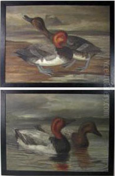 Pair Of Canvasback Ducks - view 1