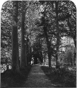 Two Tree Studies (probably Made In The Forest Of Fontainebleau) by Louis Alphonse Poitevin
