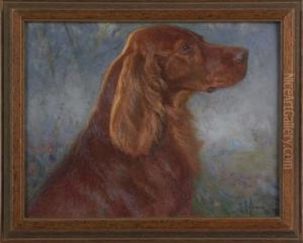 A Red Setter - view 1
