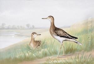 Upland Game Birds And Water Fowl Of The United States